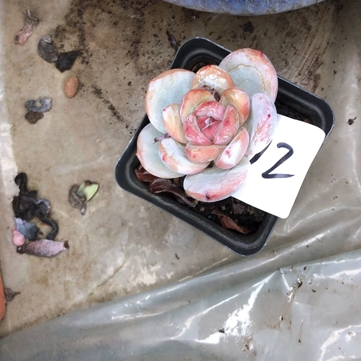 ?**儿12/////////////