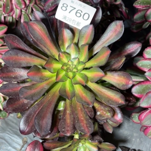 晚霞多肉多肉8760