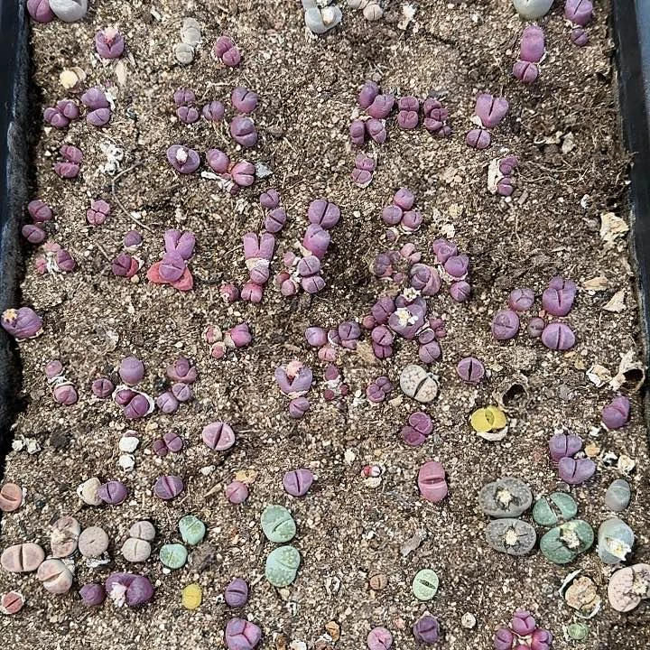 生石花1111。    528