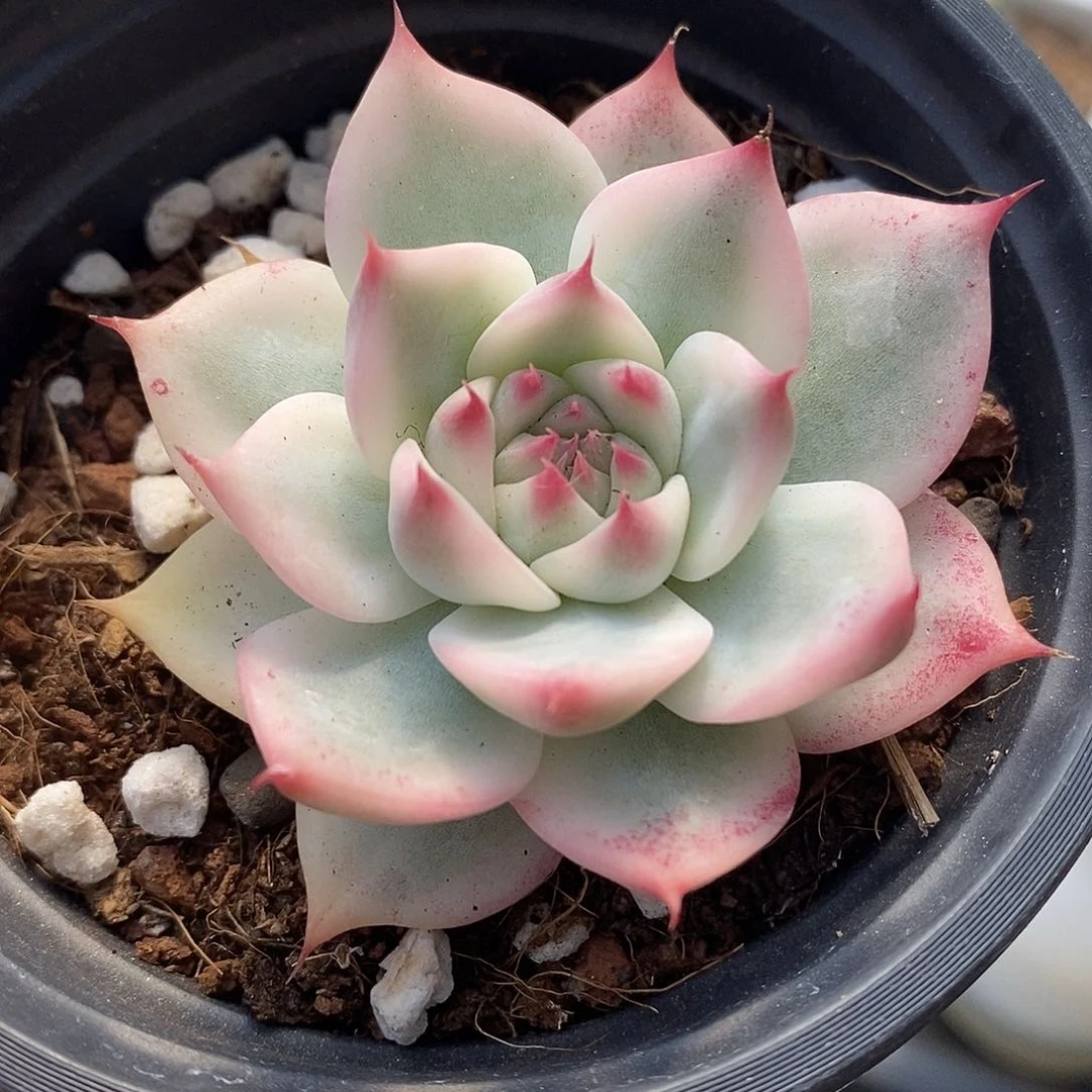 吉娃娃锦 小方花圃一物一拍