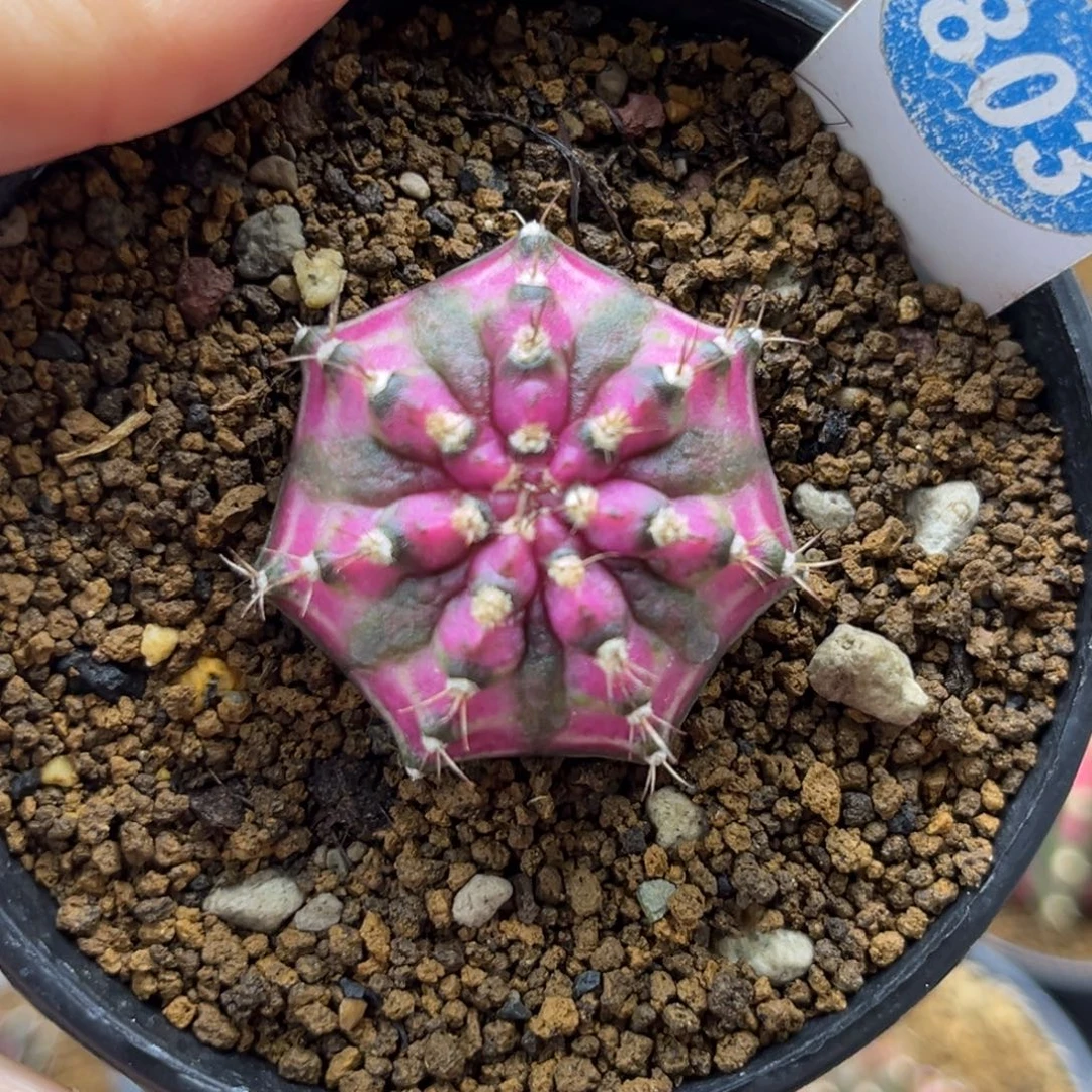 803海神一物一拍带盆带土发货