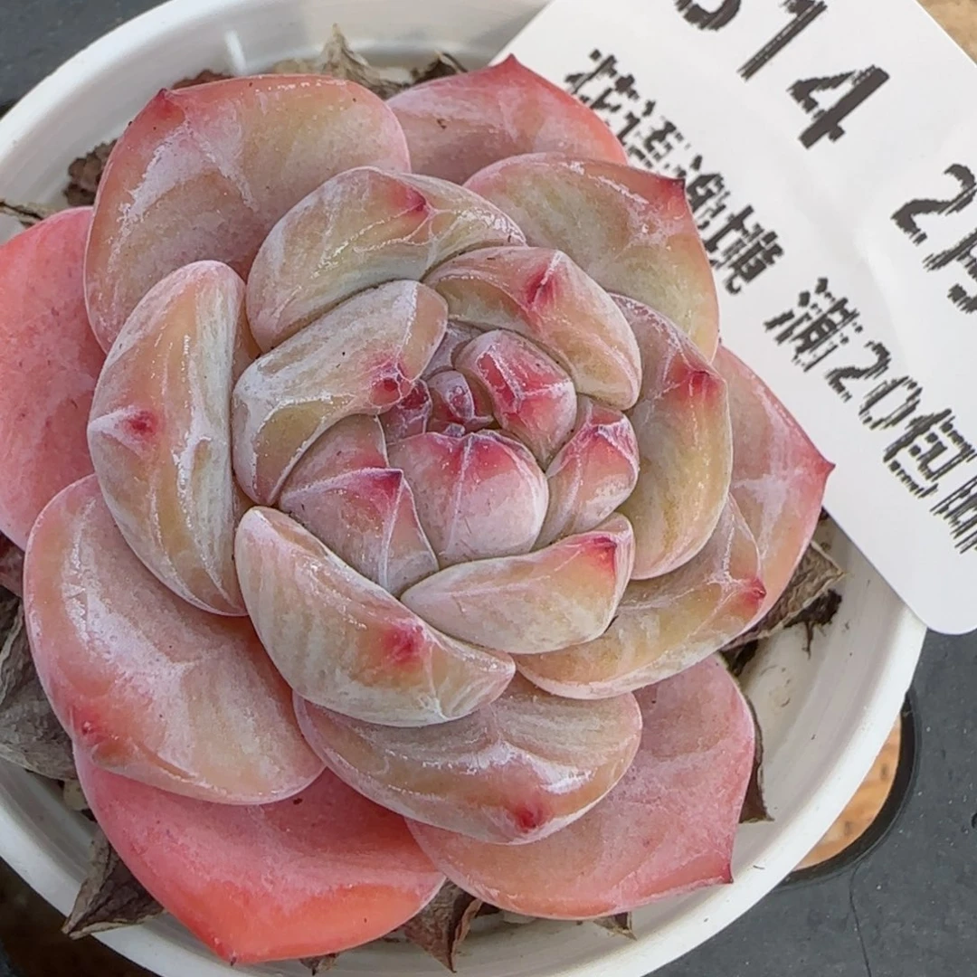 花语逸境0213-314