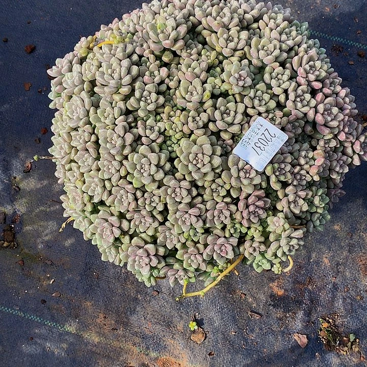 芬***芬       丸叶姬秋丽多肉22037