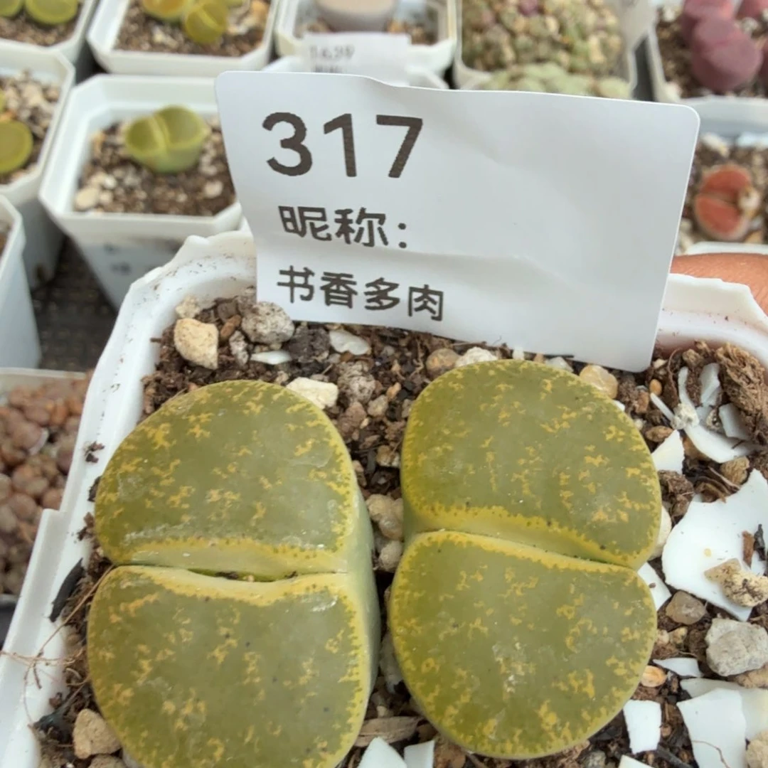 多肉植物多肉植物