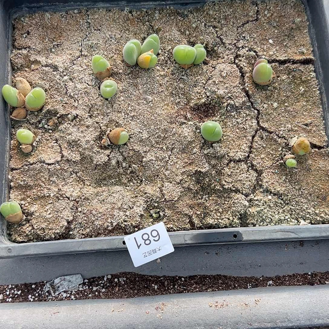 清框脱土发无售后。    681