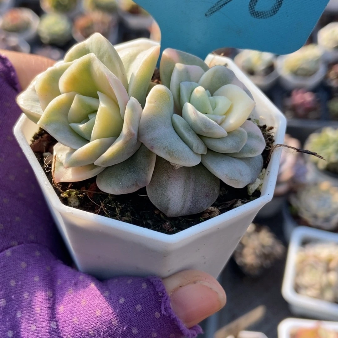 070可爱玫瑰锦多肉