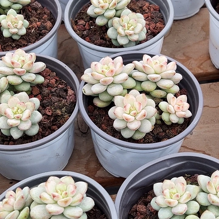 阳光青提。  福利