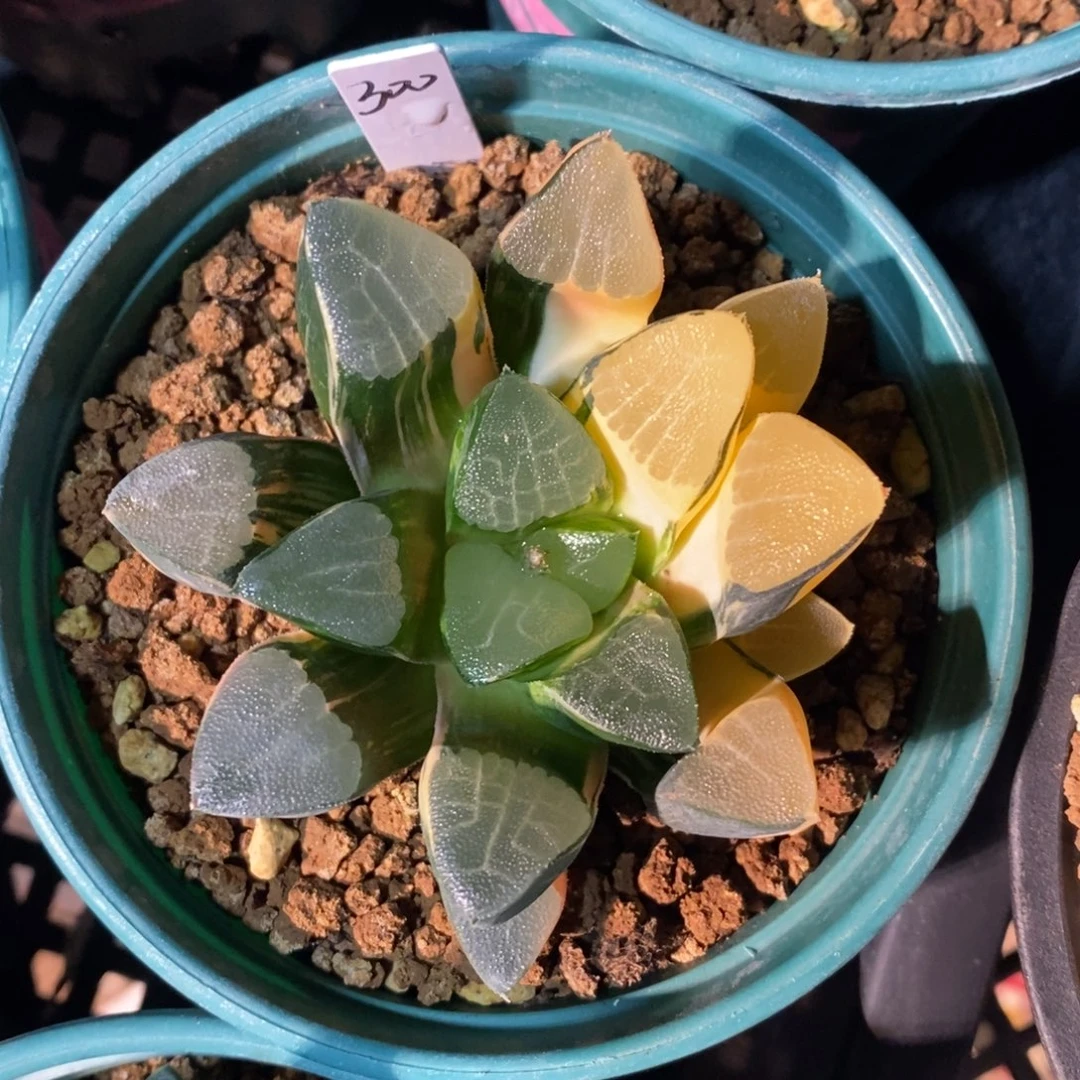 一颗实生大克锦。