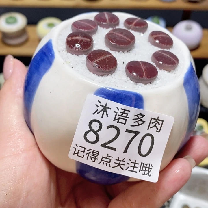 带盆土植物 精美盆栽8270