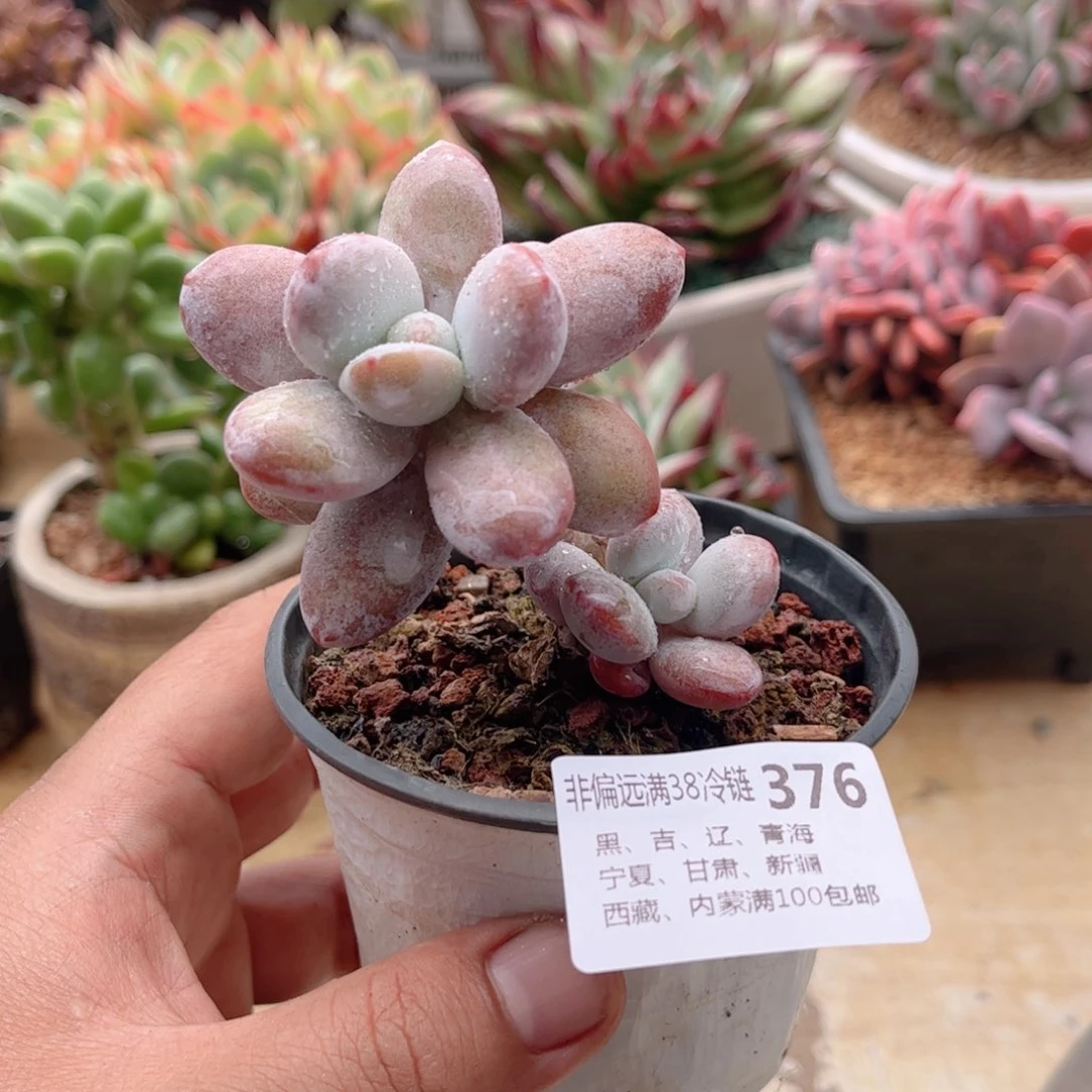 376雪美人德华多肉