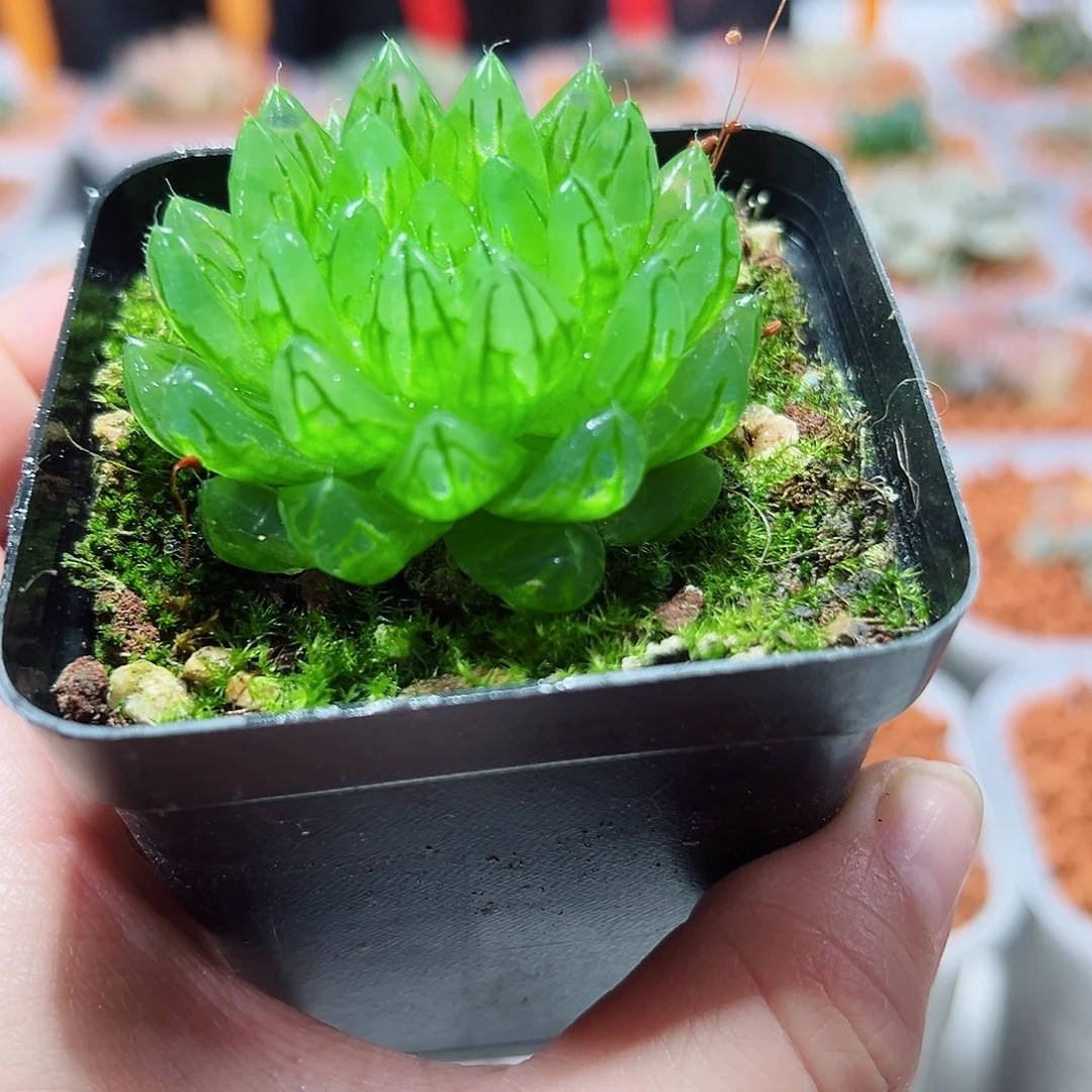 十二卷多肉蝉翼玉露