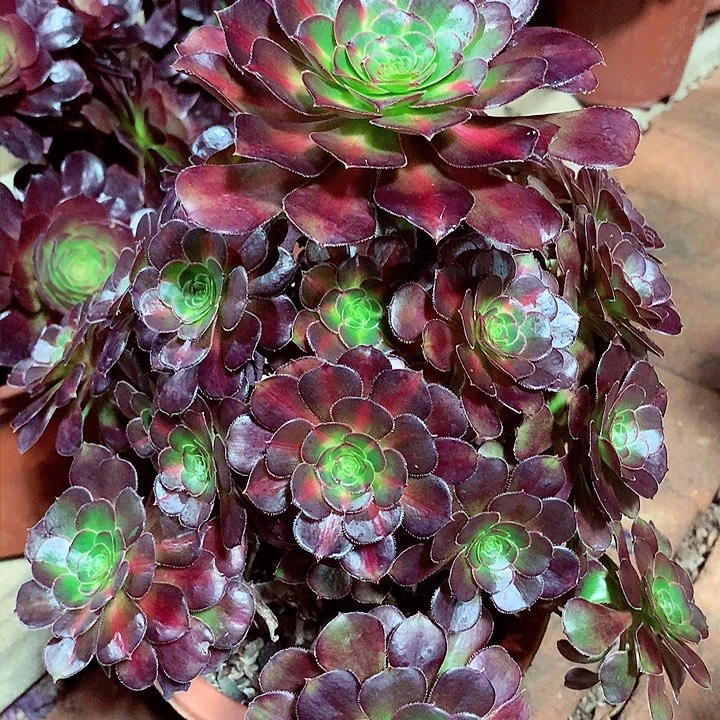 晚霞小，两单包邮