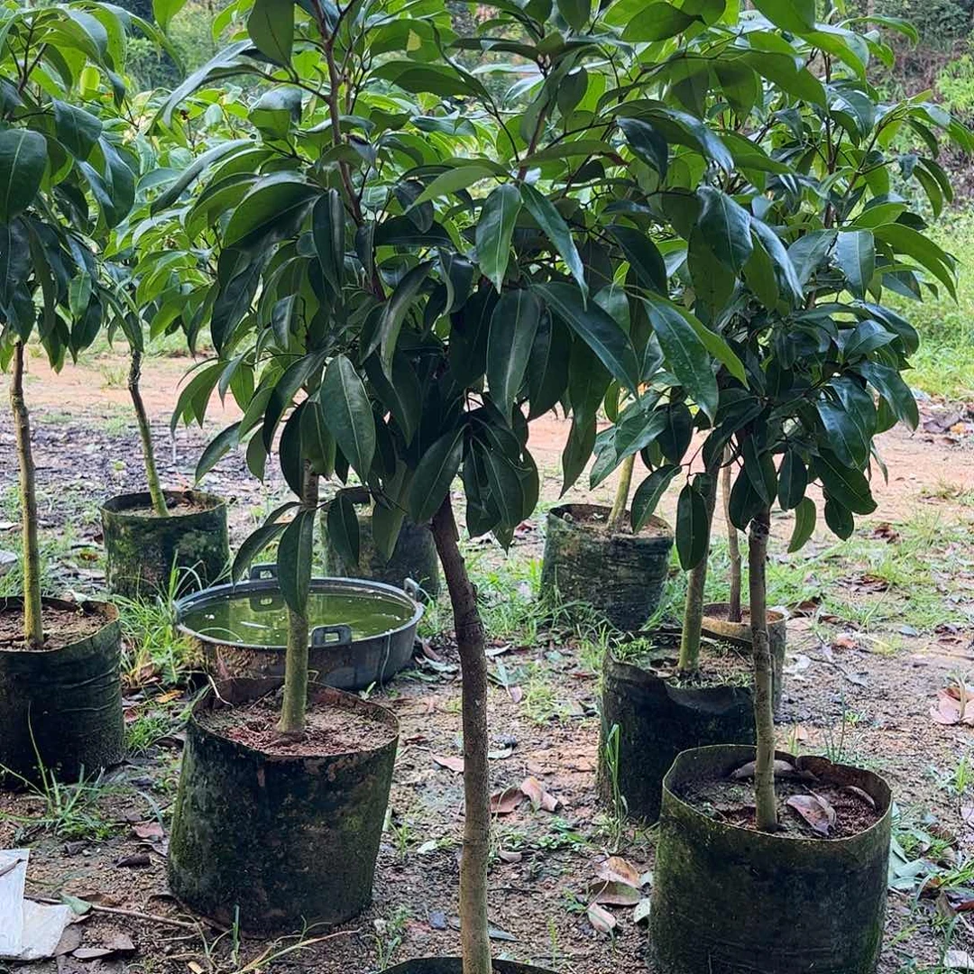 冰荔荔枝果树苗木