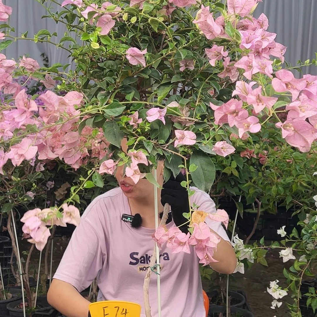 芳***馨大部分花苞少量开放F74巴西紫