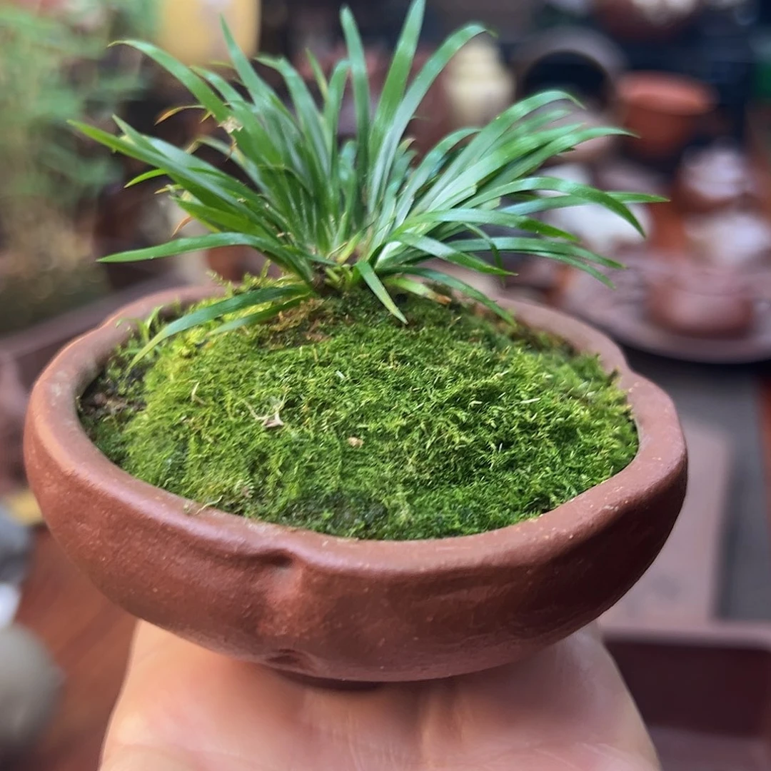 紫砂茶碗小*紫砂文化艺术