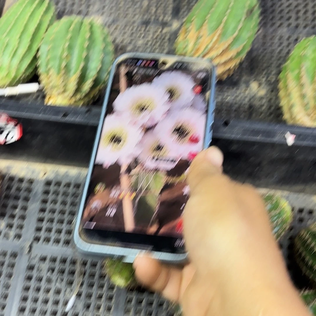 黑美人瑕疵大大大的27