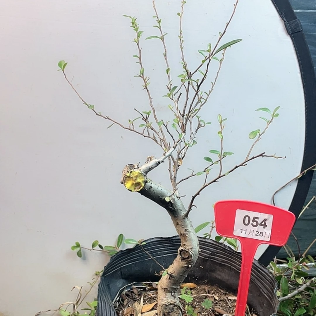 【闪购商品】无花朵054