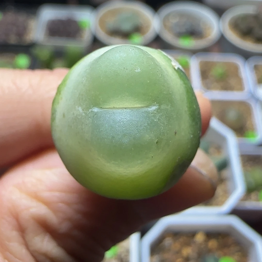 拉登1.7+有退多肉植物392