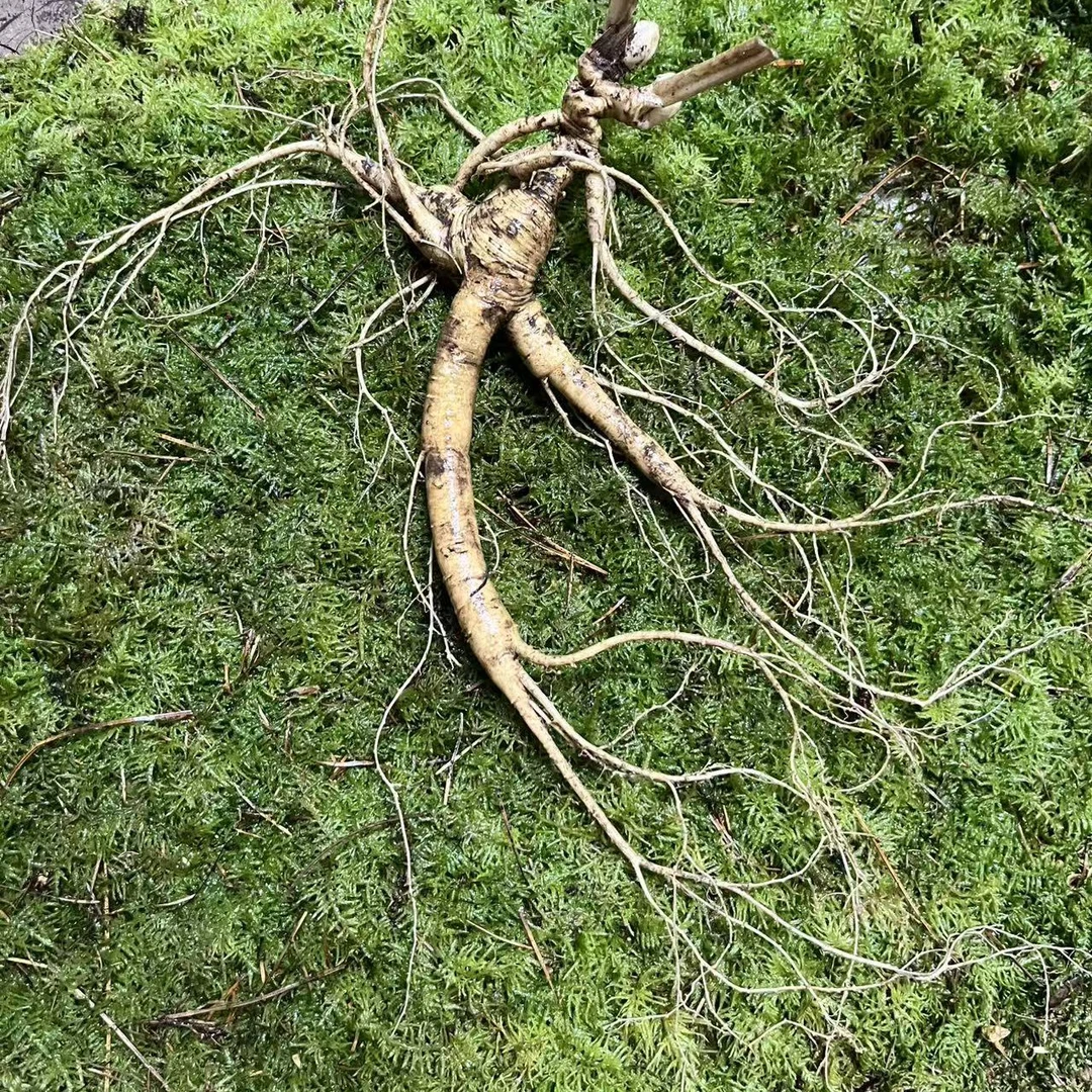 长白山鲜野外飞籽双头五匹叶高龄老参煲汤泡酒滋补佳品