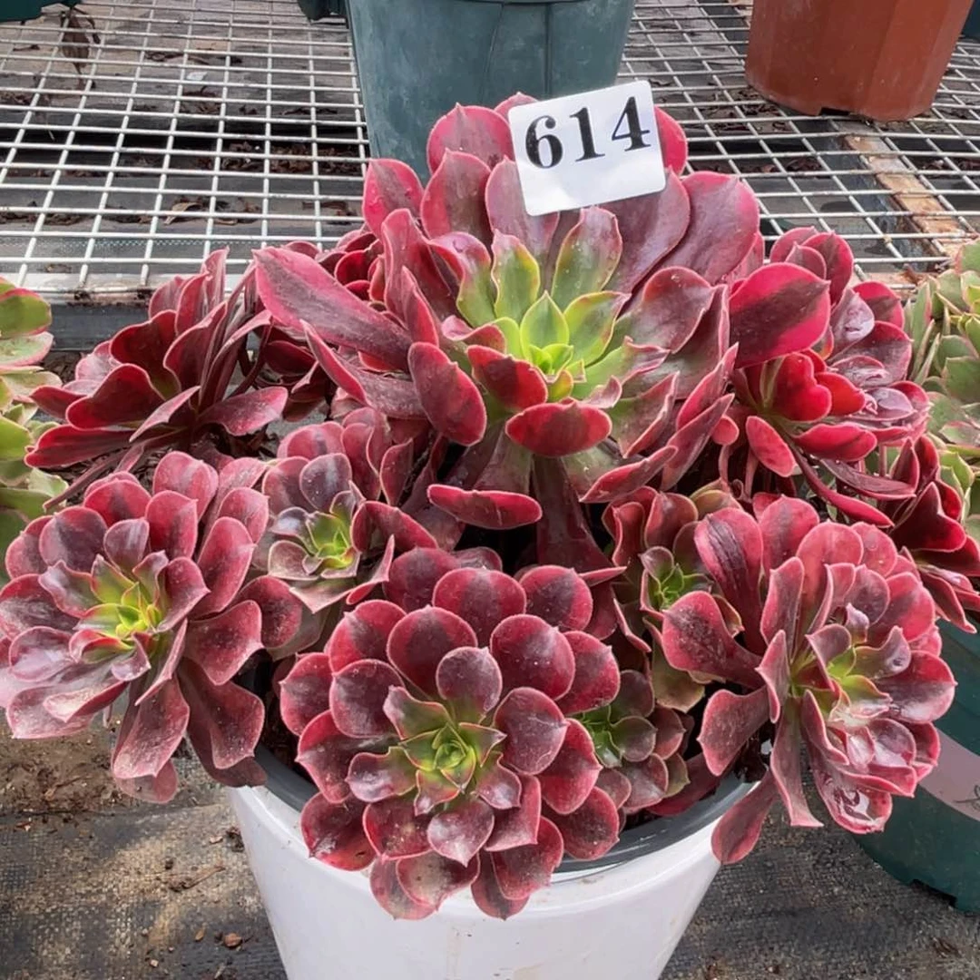 614美杜莎精品法师多肉