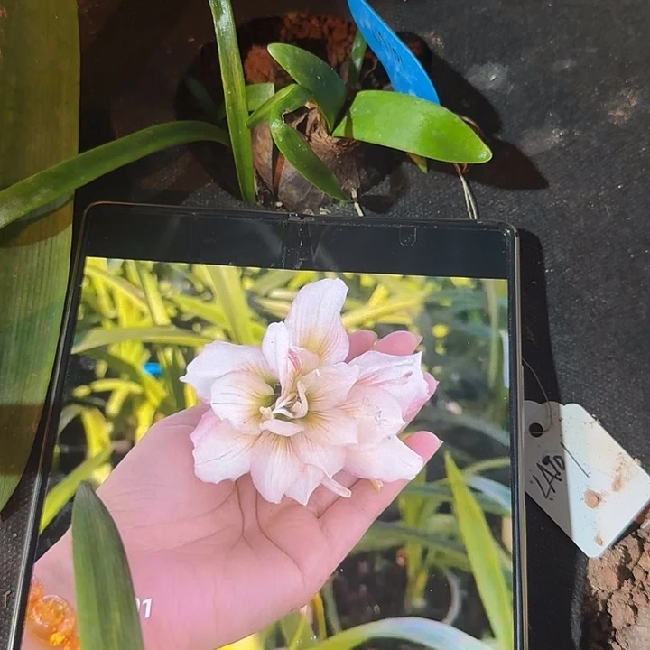 越朱LA101 小侧 可寄养