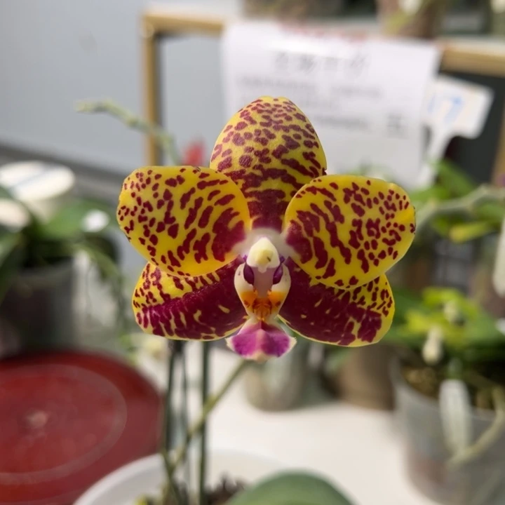 完全开放4.5寸太阳虎三花剑