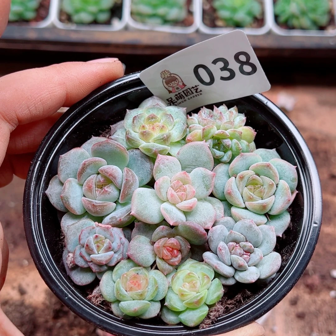 多肉植物多肉植物