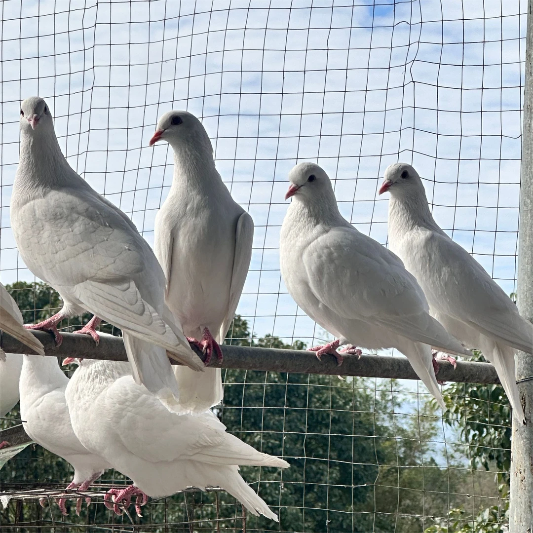 （3个月青年鸽）鲜嫩散养鸽子肉生鲜煲汤吃肉农家五谷杂粮土鸽子