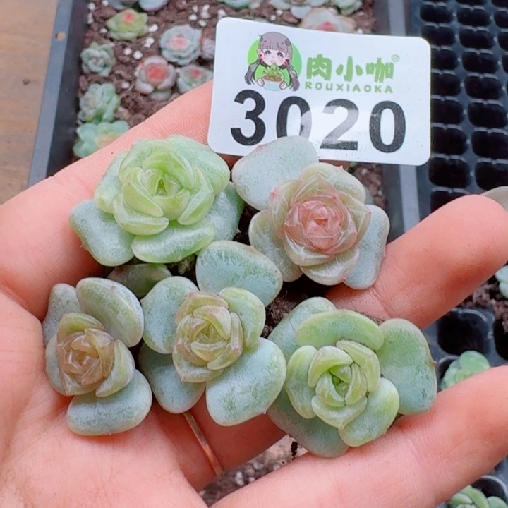 多肉植物多肉植物