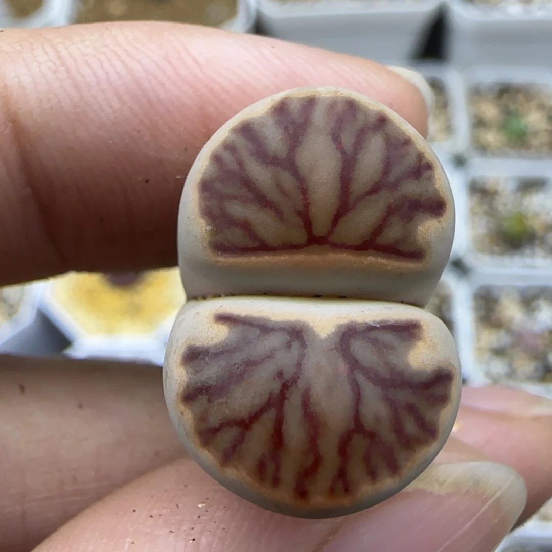 40透窗血管清框福利30包邮