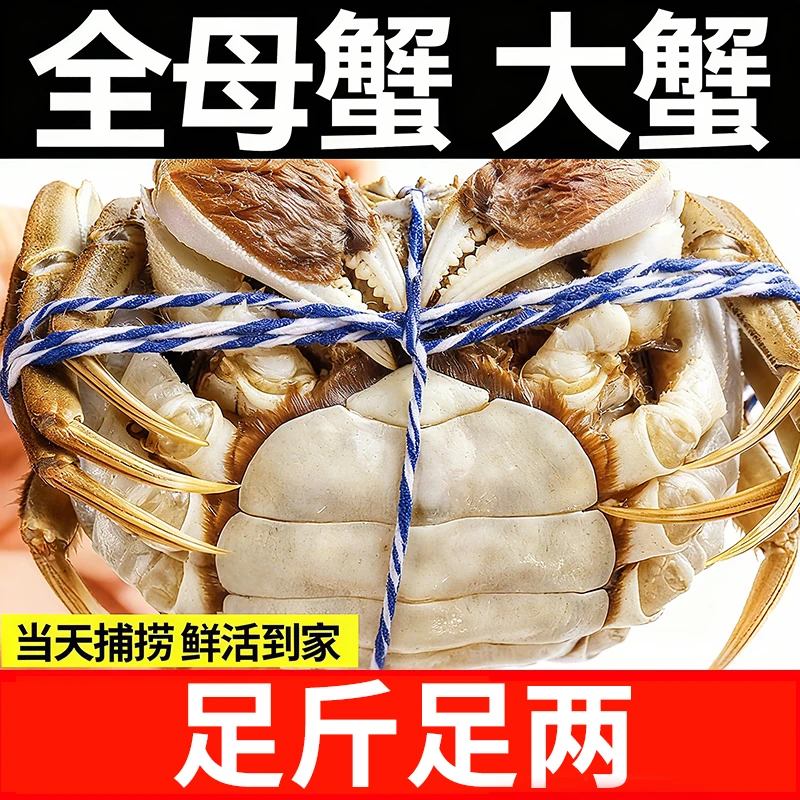 【活蟹】全母蟹4.3-4.0两8只(精挑蟹)江苏精品大闸蟹鲜活冷链直发
