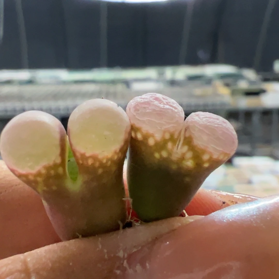 U****1鲑鱼粉pv1089多肉