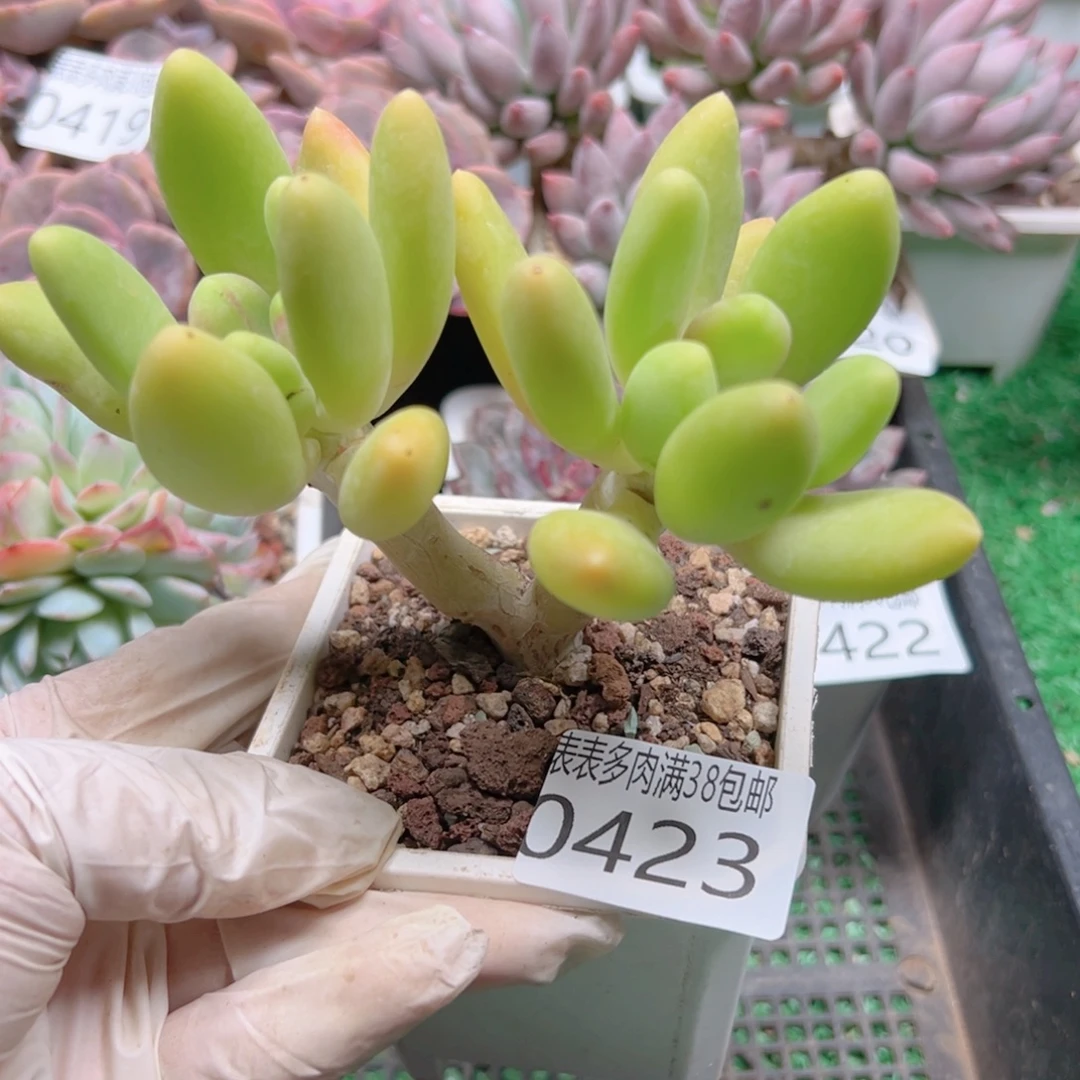 多肉一物一拍植物0423