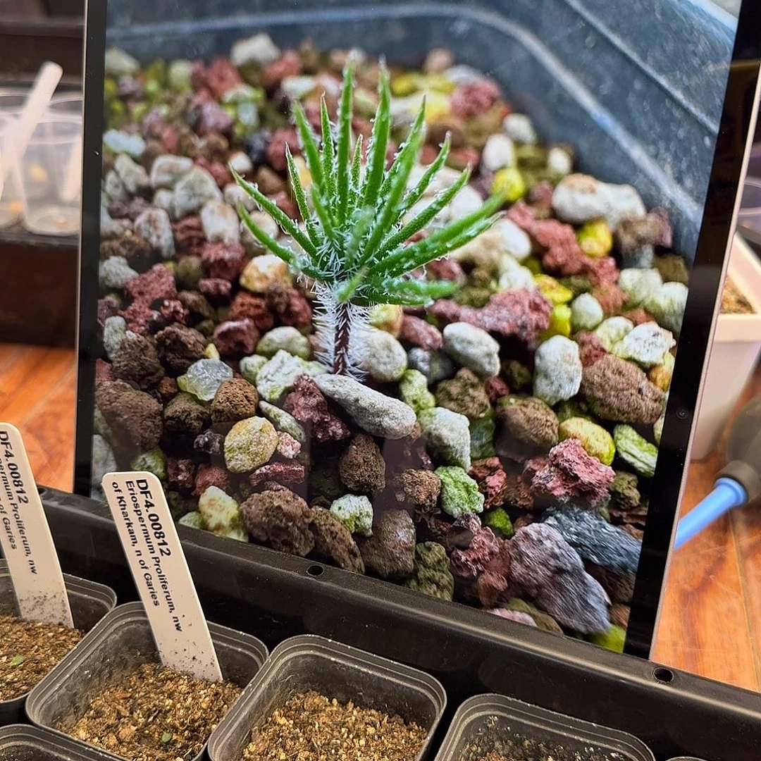 雾冰玉苗子一个带盆发绿豆大随机一个