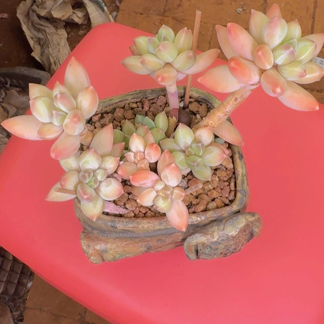 喜***狼多肉植物的生长发育