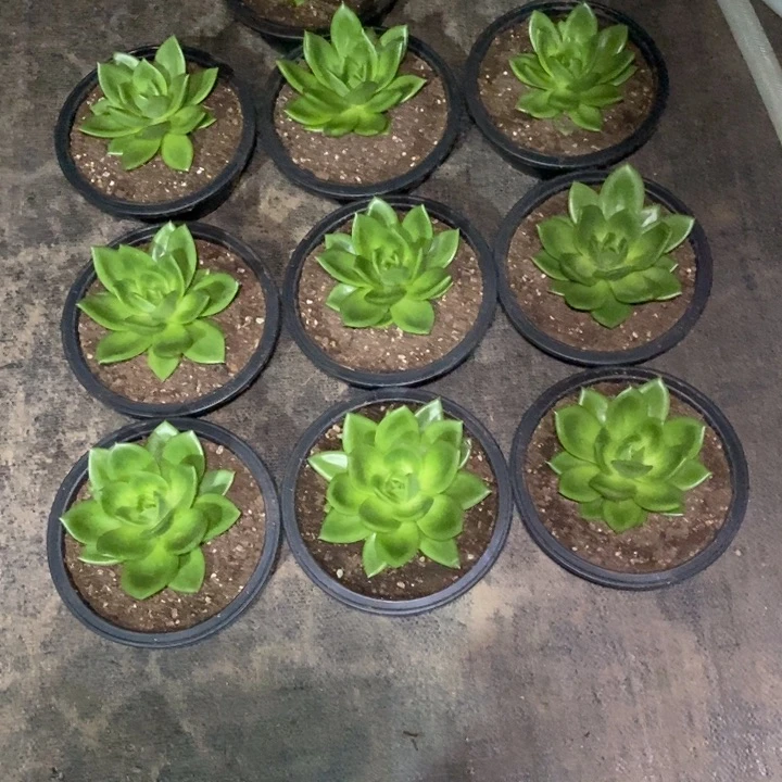 户*人20颗小翠花带土球发货