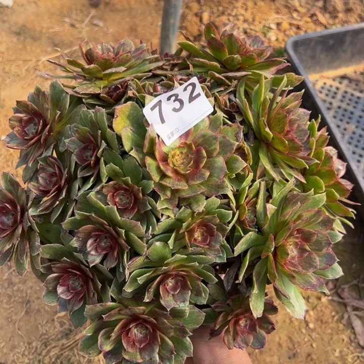 红霞多肉植物732