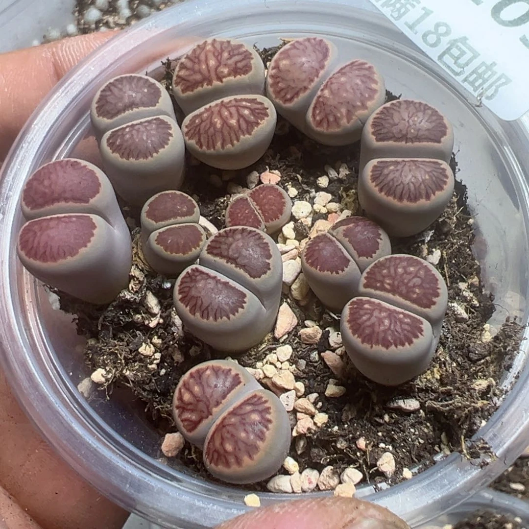 【闪购商品】 1203。