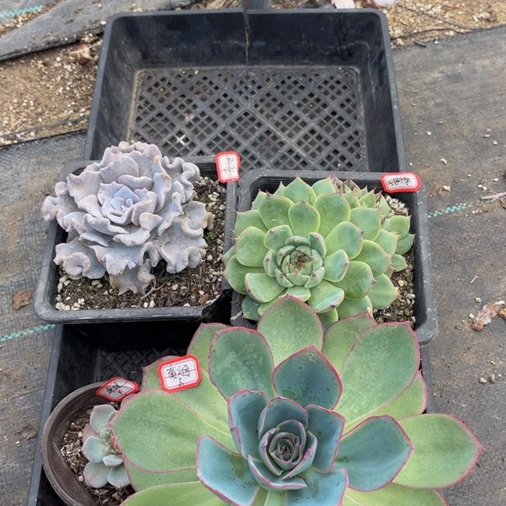 南***客白饺子粉钻吉娃娃不整散美国蓝光一颗