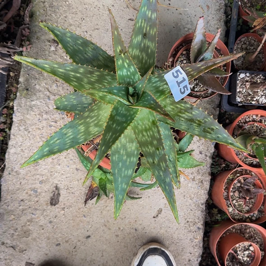 【闪购商品】阳*块根植物