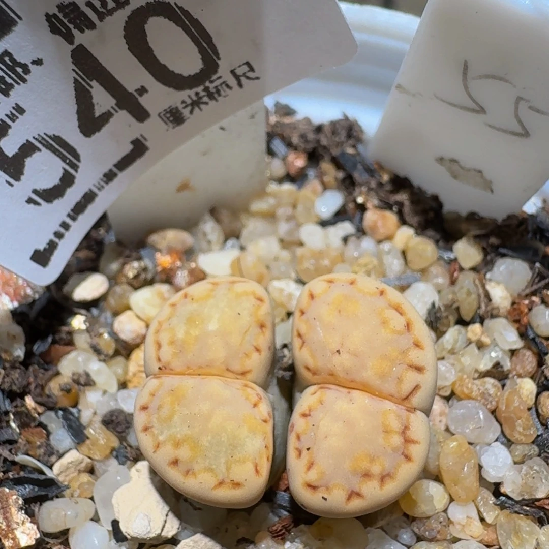 zzzz精品生石花540