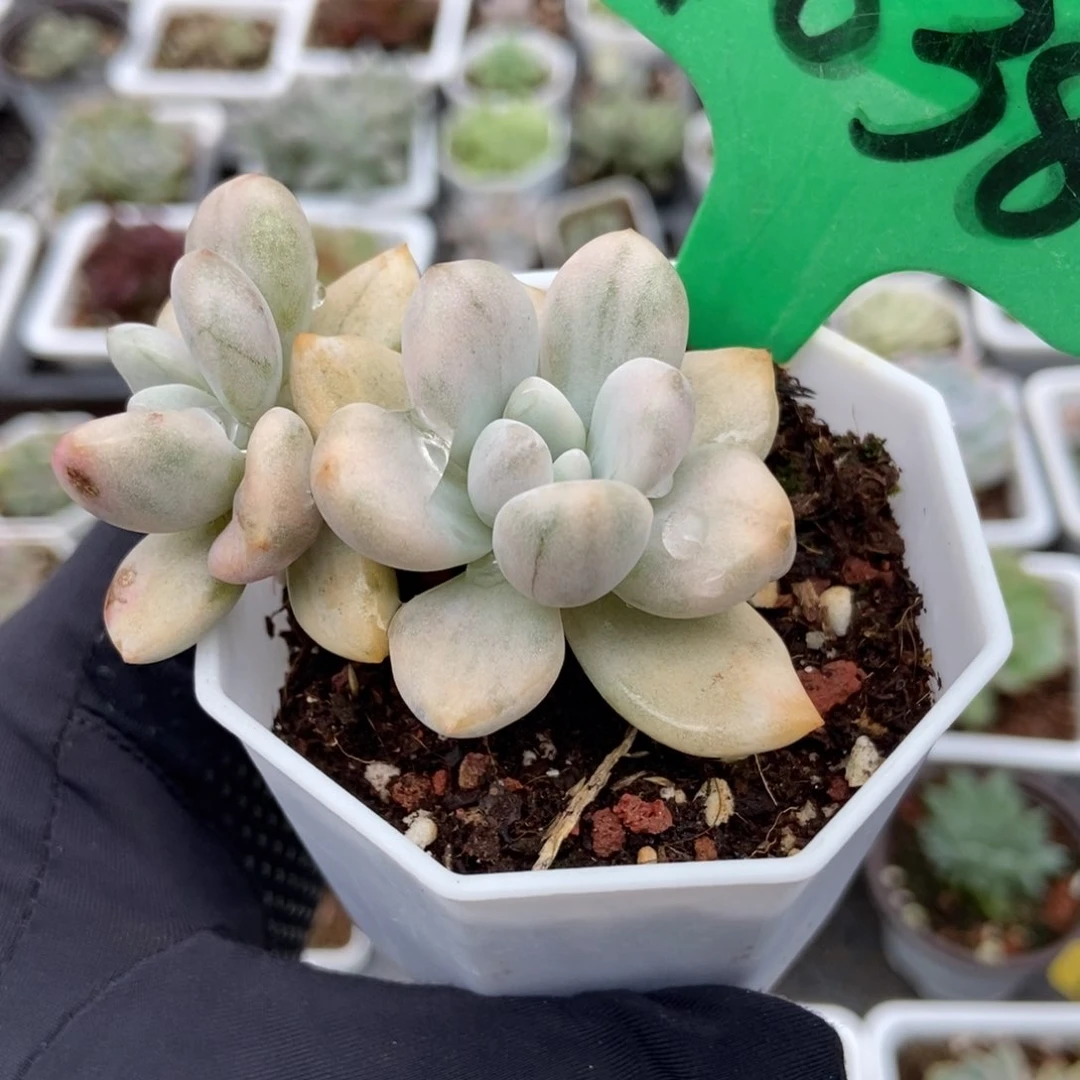 1638奥普锦多肉植物保护