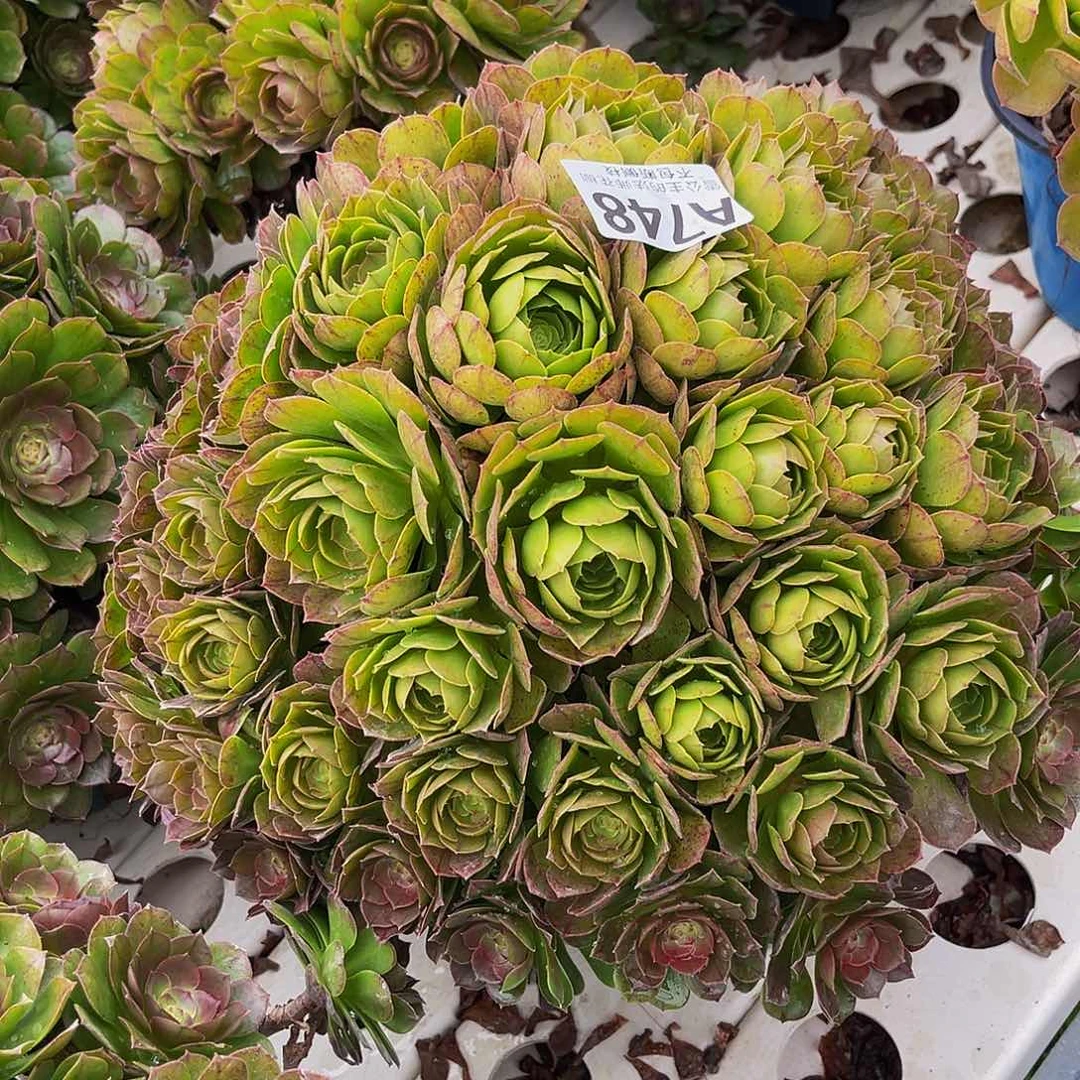 法师法师3–28包邮法师