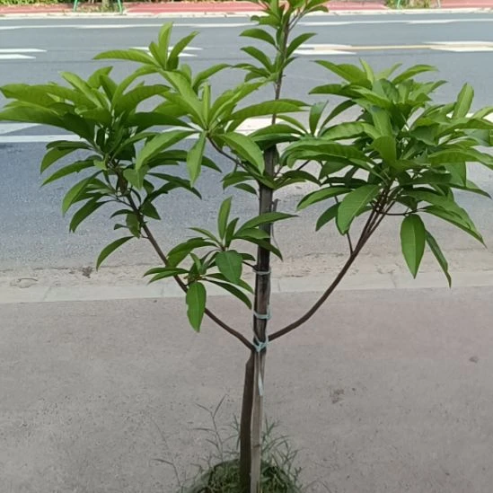 金霸一物一拍原盆原土发货