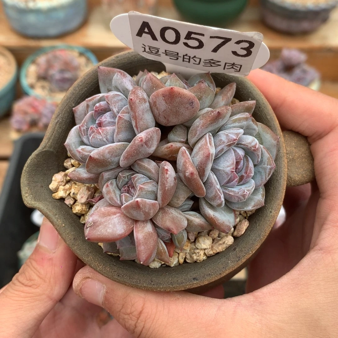 A0573 星影小脸群 有砍 7cm