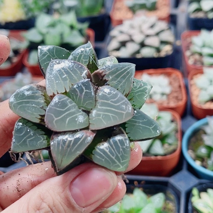 十二卷 天池福利福利