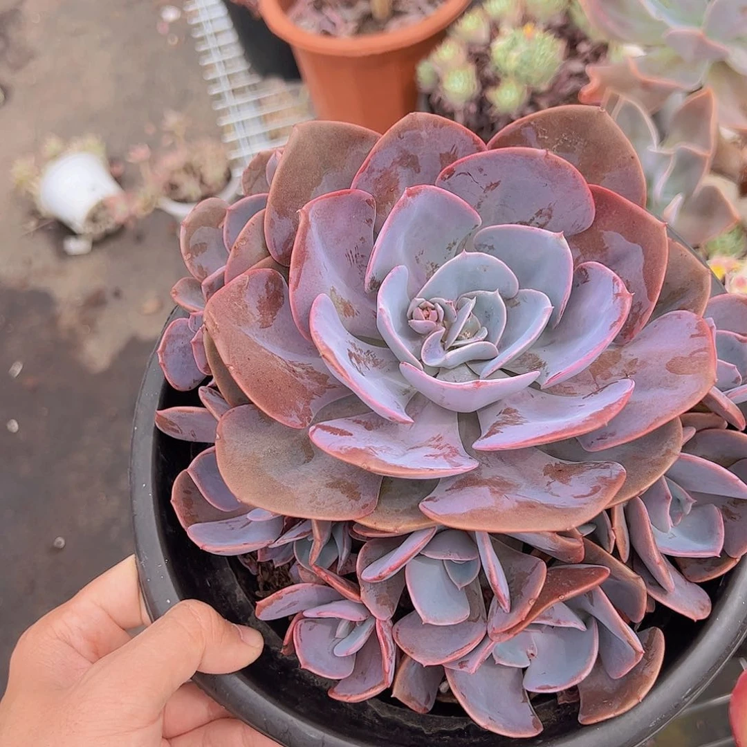 尘埃玫瑰大单头带多仔整桩无砍手捧