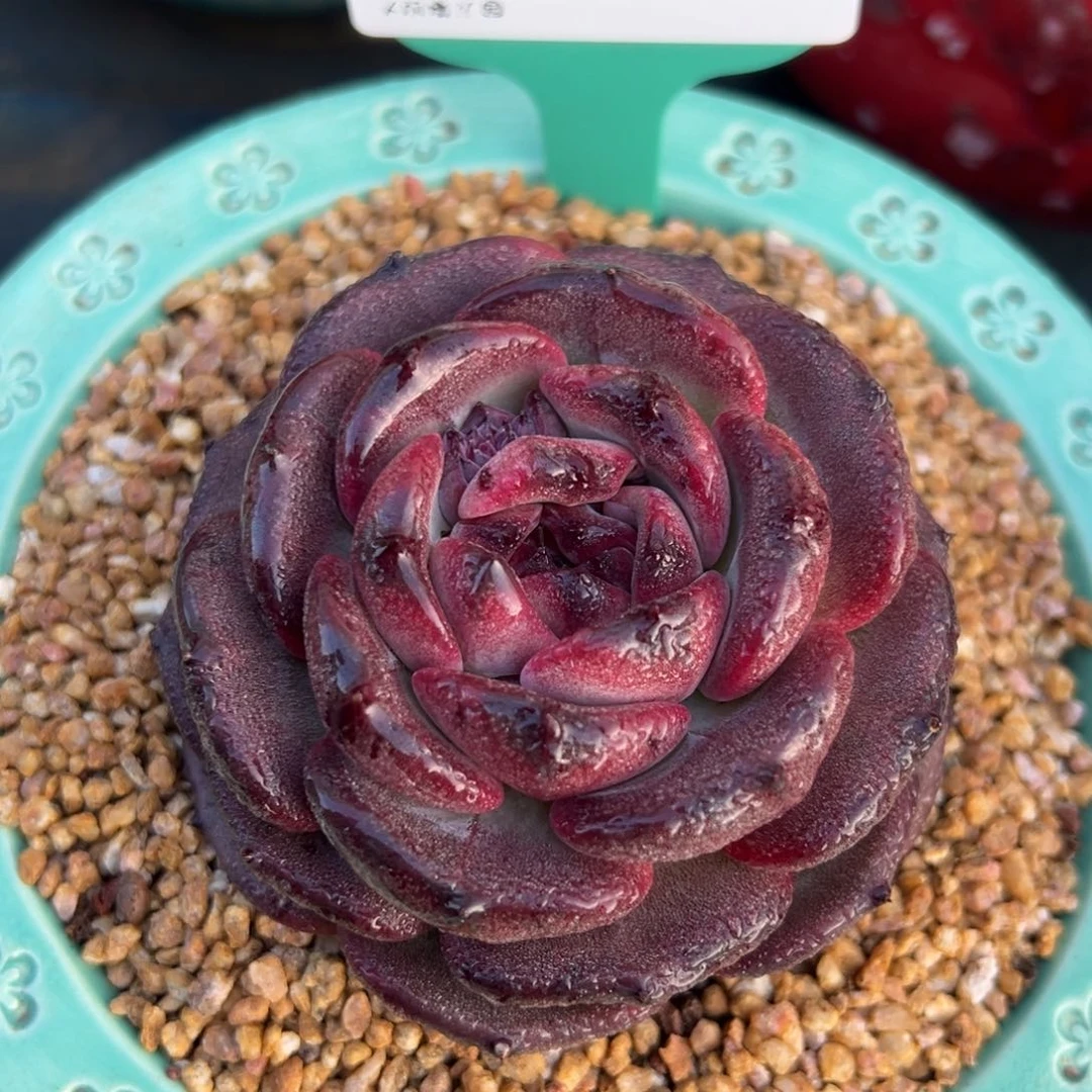 从前慢多肉精选编号0117.11