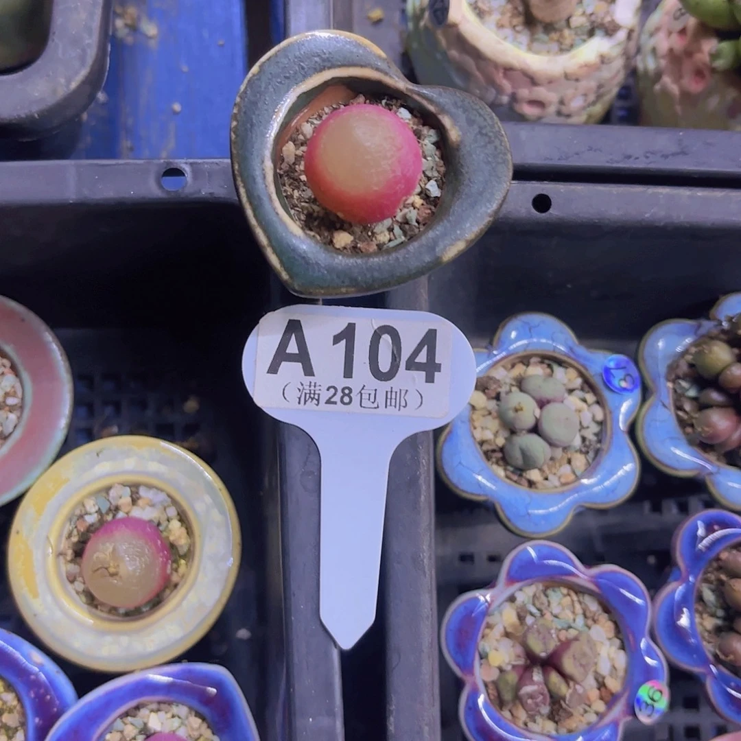 A104灯泡一物语拍