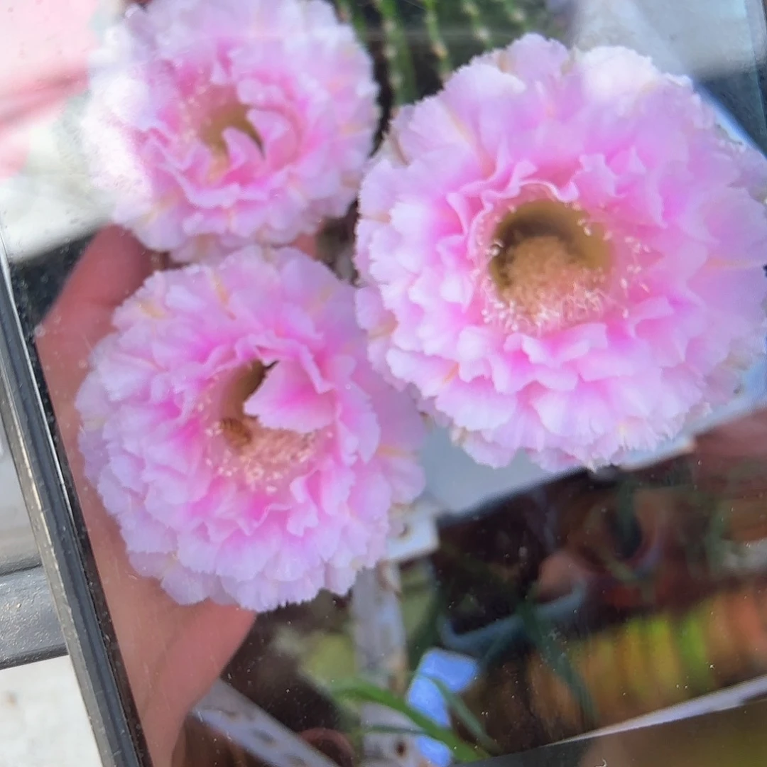 桃花落彩小小侧牙20包邮仙人球30